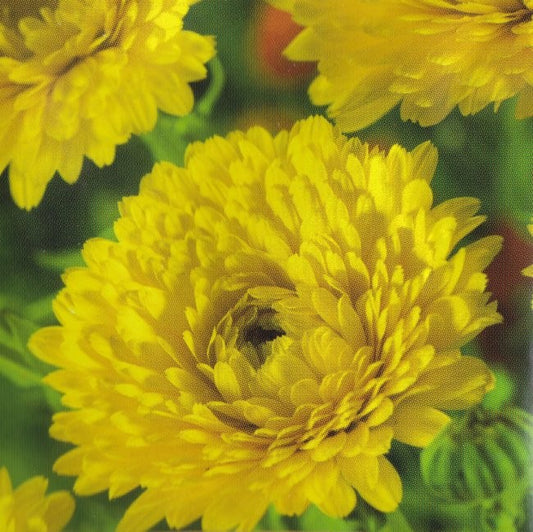 Calendula officinalis 'Yellow Gitana', Morgenfrue