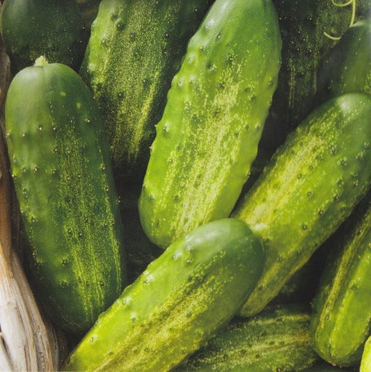 Drueagurk 'Piccolo Verde di Parigi', Økologisk