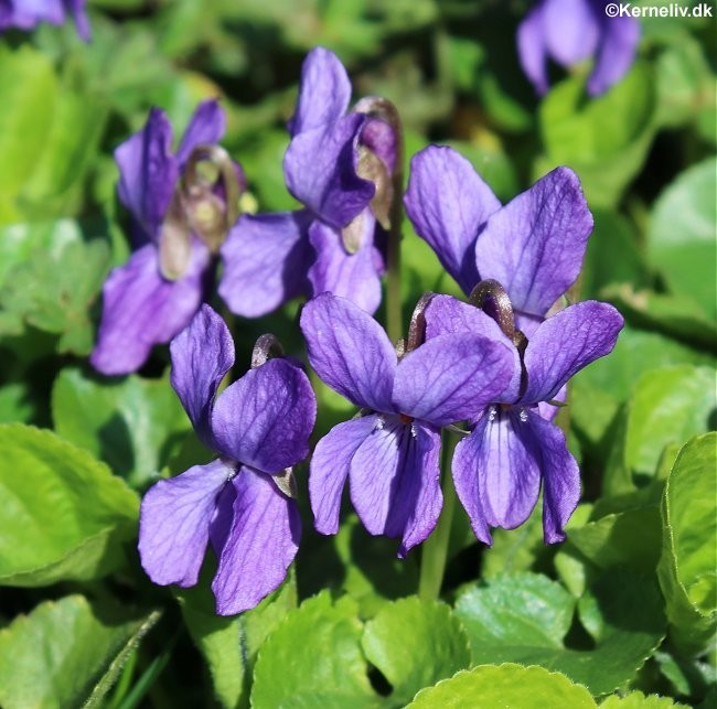 Viola odorata, Martsviol