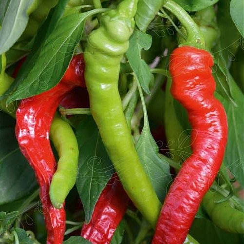 Chilipeber 'Westlandse Lange Rode', Økologisk