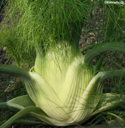 Knoldfennikel 'Romanesco', Økologisk
