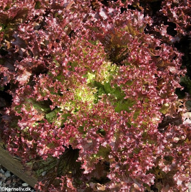 Hovedsalat 'Lollo rossa'