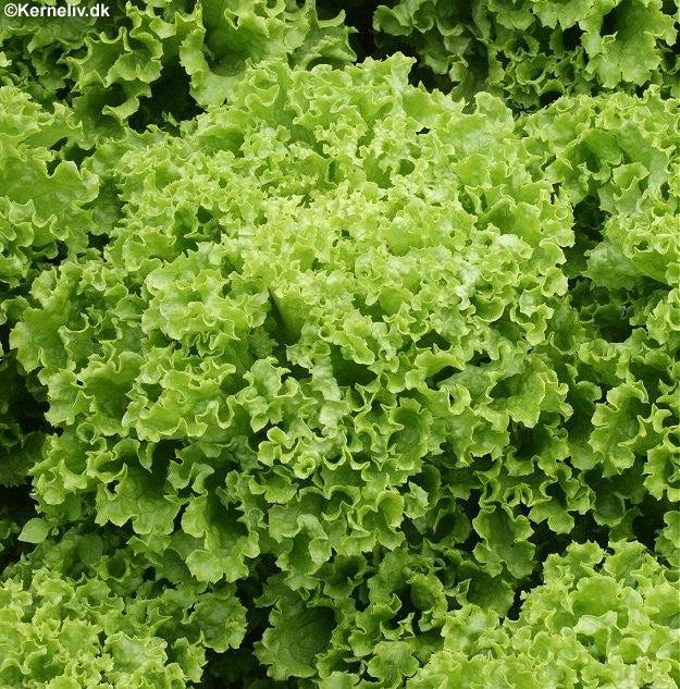 Hovedsalat 'Lollo Bionda'