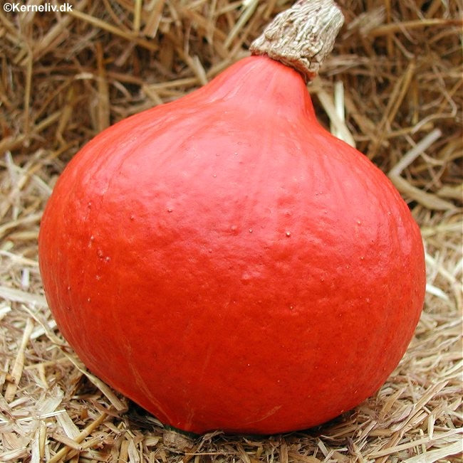 Vintersquash 'Potimarron'