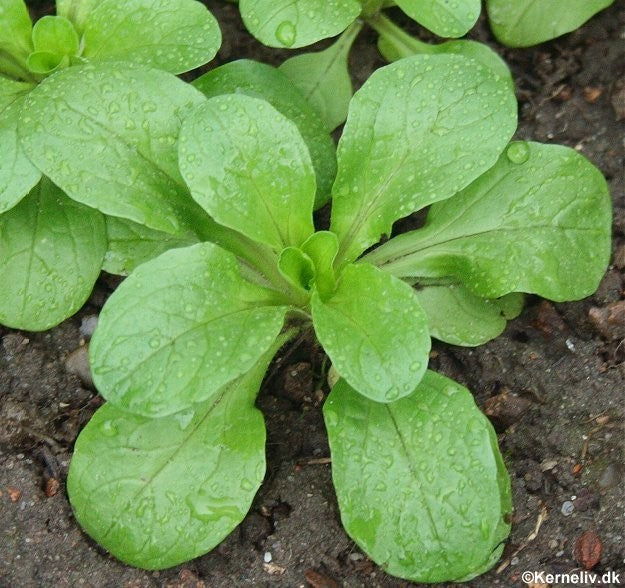 Vårsalat 'D'olanda grosso'