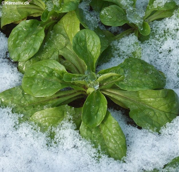 Vårsalat 'D'olanda grosso'