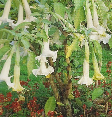 Brugmansia suaveolens, Engletrompet