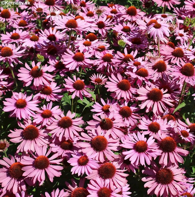 Echinacea purpurea 'Roter Leuchtstern', Purpur solhat