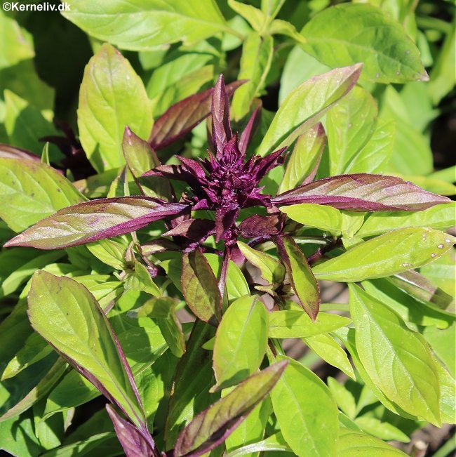 Ocimum basilicum 'Thai', Basilikum (økologisk)