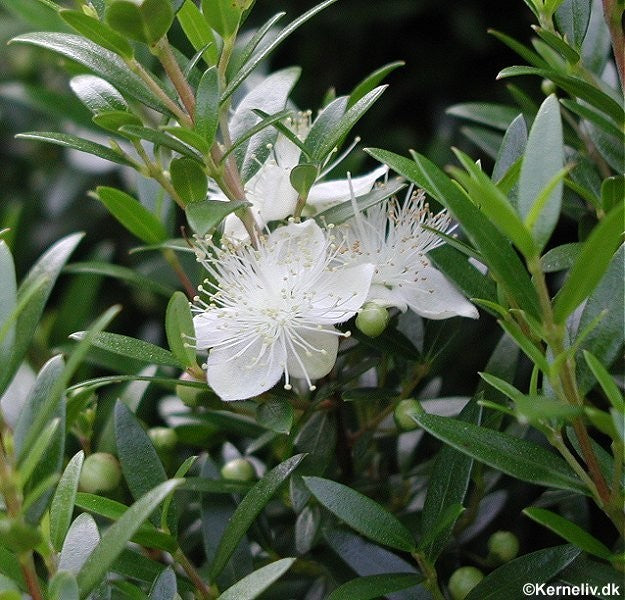 Myrtus communis, Myrte