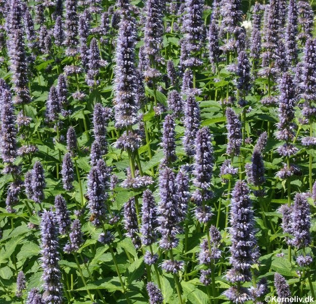 Anisisop, Agastache foeniculum