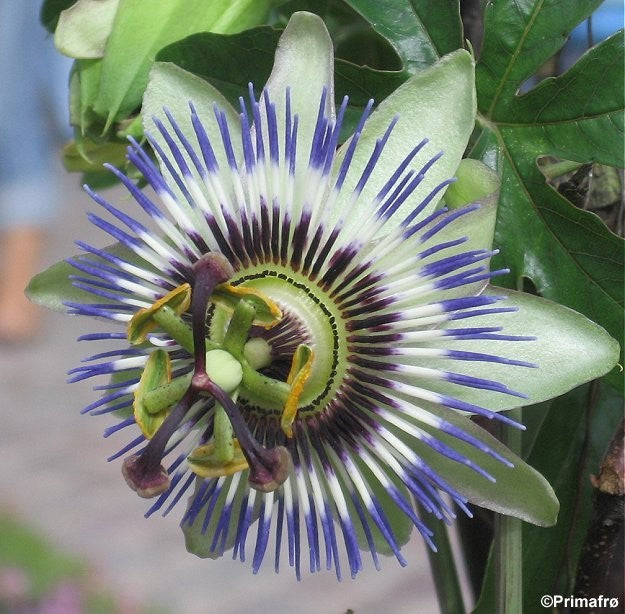 Passiflora caerulea, Passionsblomst