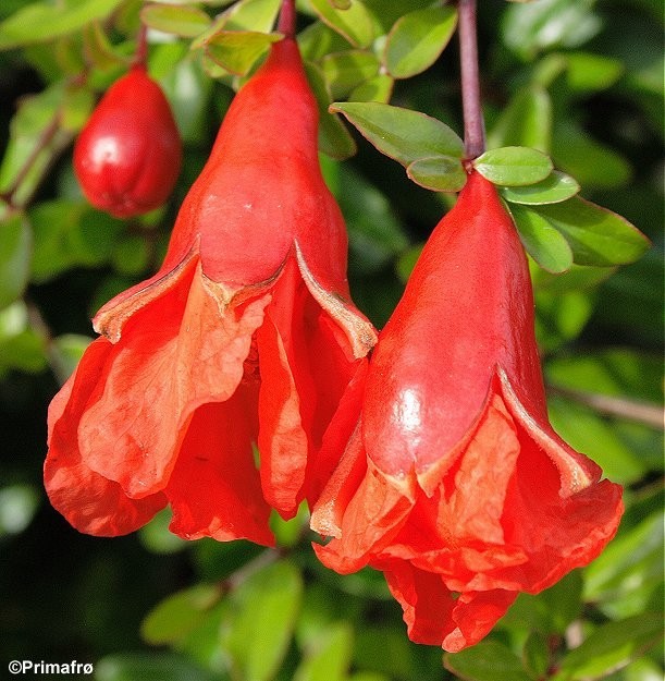 Punica granatum 'Nana', Granatæble