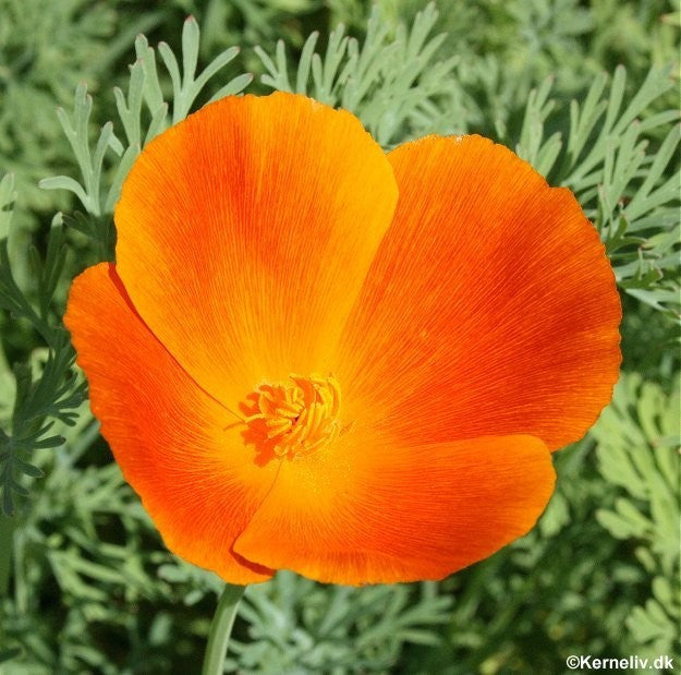 Eschscholzia californica 'Orange King', Guldvalmue