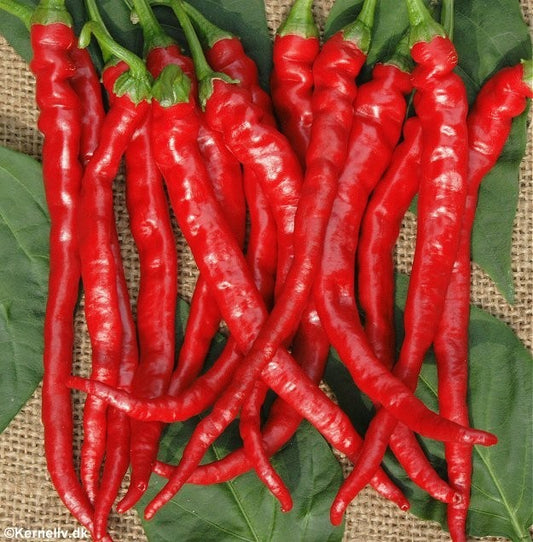 Chilipeber 'Cayenne', Økologisk