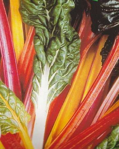 Bladbede 'Five Colours', Økologisk