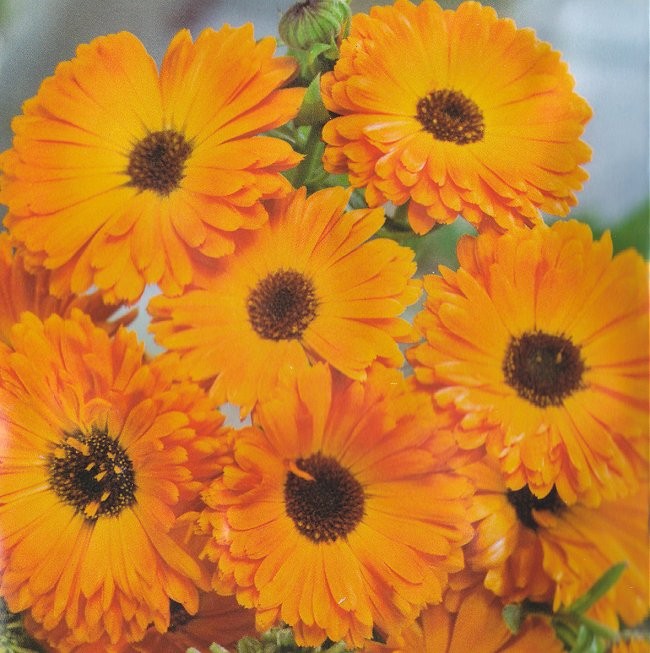 Calendula officinalis 'Geisha Girl', Morgenfrue