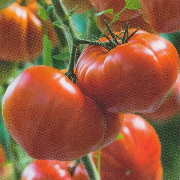 Tomat 'Gourmandia'