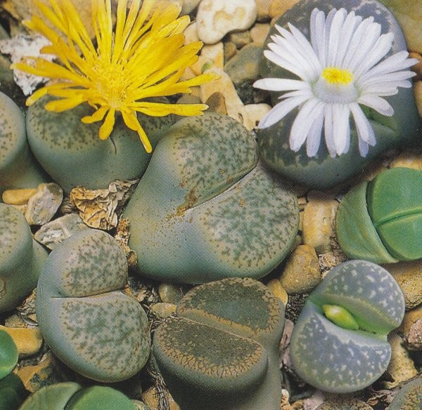 Lithops mixture, Levende sten