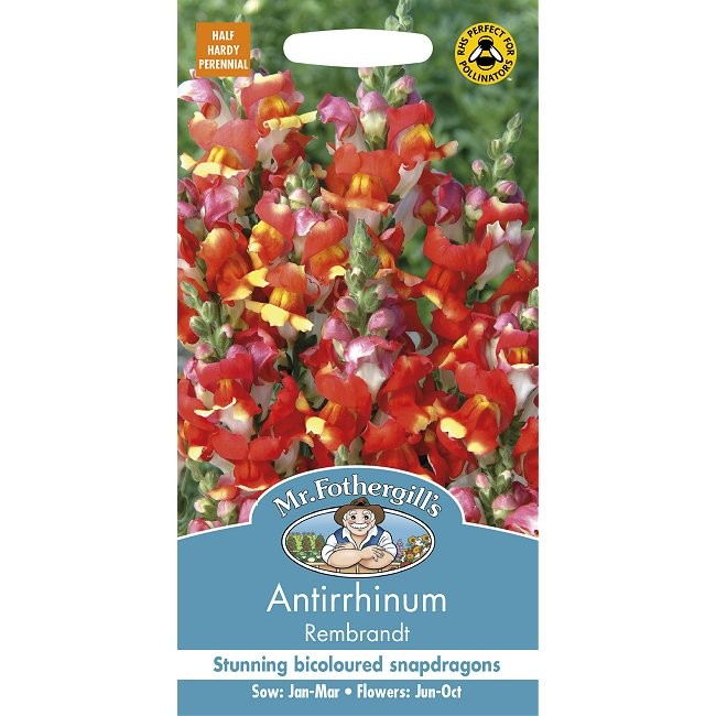 Antirrhinum majus 'Rembrandt', Løvemund