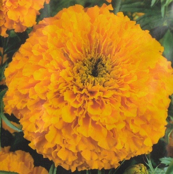 Tagetes erecta nana 'Calando Orange', Lav fløjlsblomst