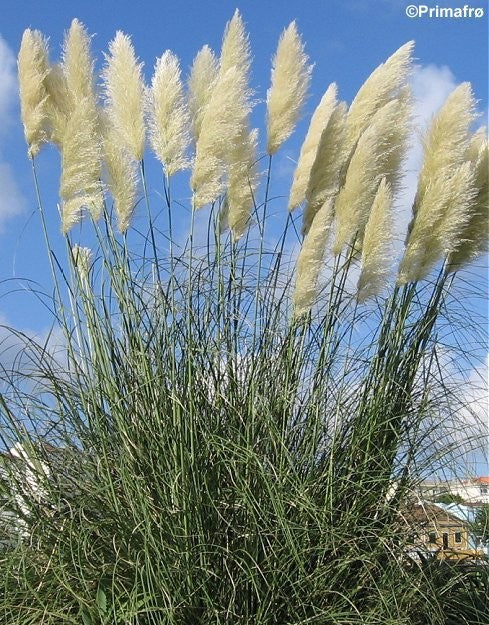 Cortaderia selloana, Pampasgræs