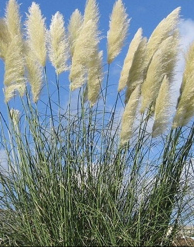 Cortaderia selloana, Pampasgræs