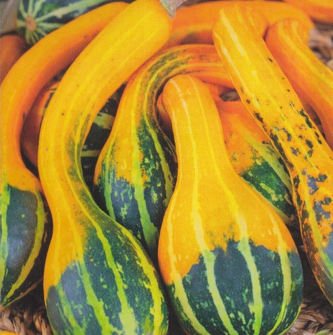 Cucurbita pepo 'Small Spoon', Pyntegræskar