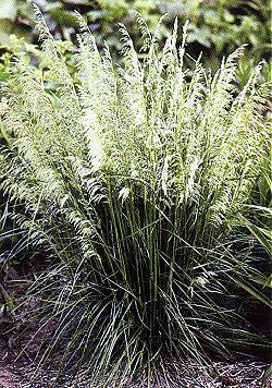 Deschampsia cespitosa 'Goldschleier', Bunke