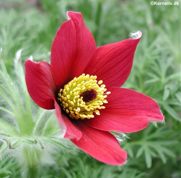 Pulsatilla vulgaris 'Mixture', Kobjælde