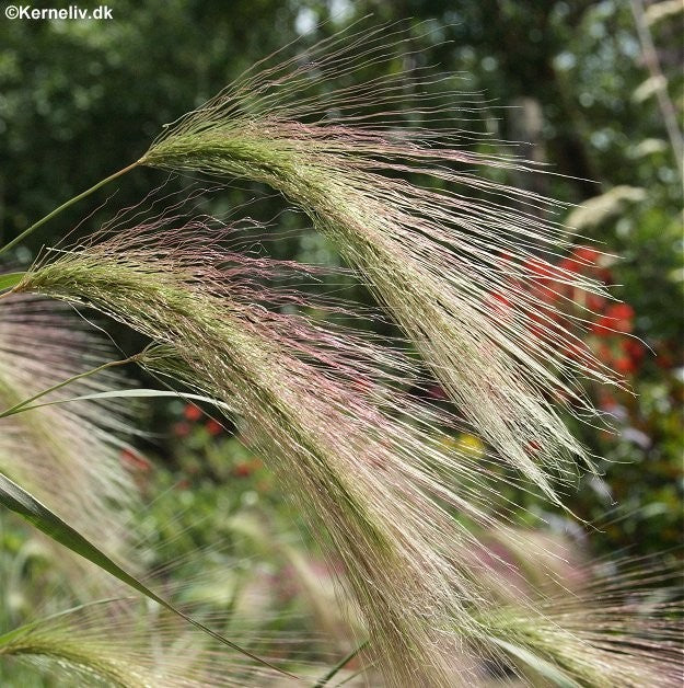 Hordeum jubatum, Egernhale
