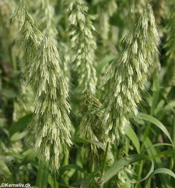 Lamarckia aurea, Guldgræs