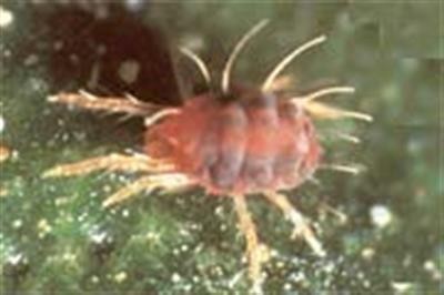 Californicus rovmider mod røde spindemider (5.000 stk)