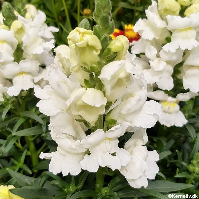 Antirrhinum majus 'Elegant', Høj løvemund