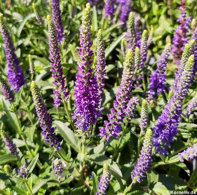 Veronica spicata 'Blue Shades', Aks-ærenpris