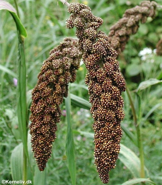 Kolbehirse, Setaria italica