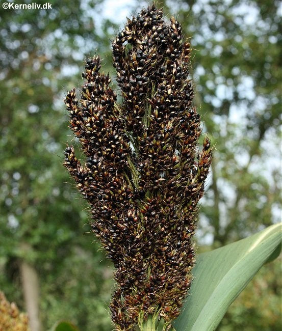 Sorghum bicolor 'Black Falcon', Ægte Durra