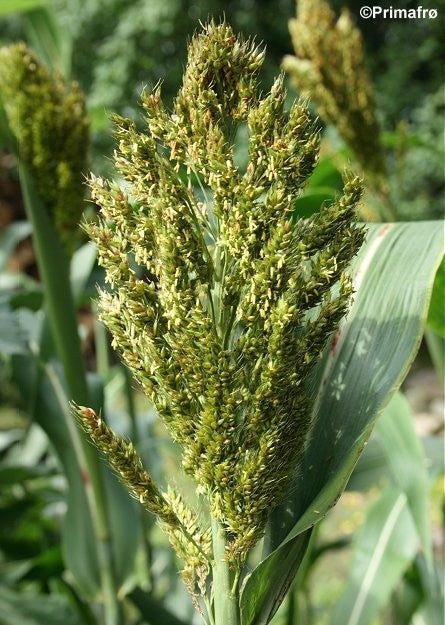 Sorghum bicolor 'Black Falcon', Ægte Durra