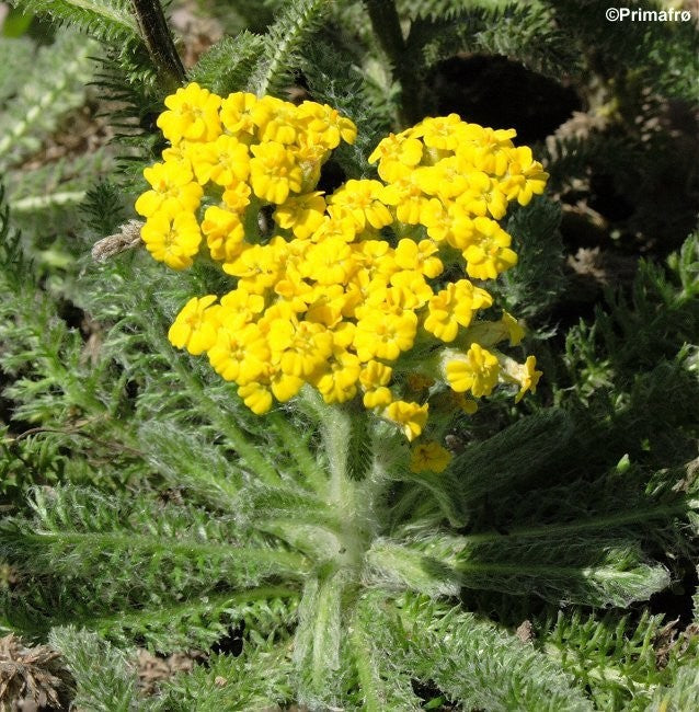 Achillea tomentosa 'Aurea', Filtet Røllike