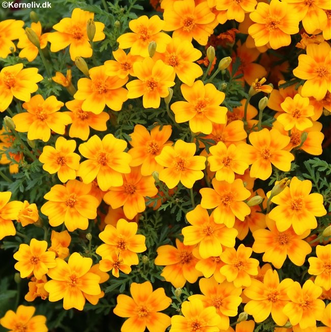 Tagetes tenuifolia 'Orange', Lav fløjlsblomst