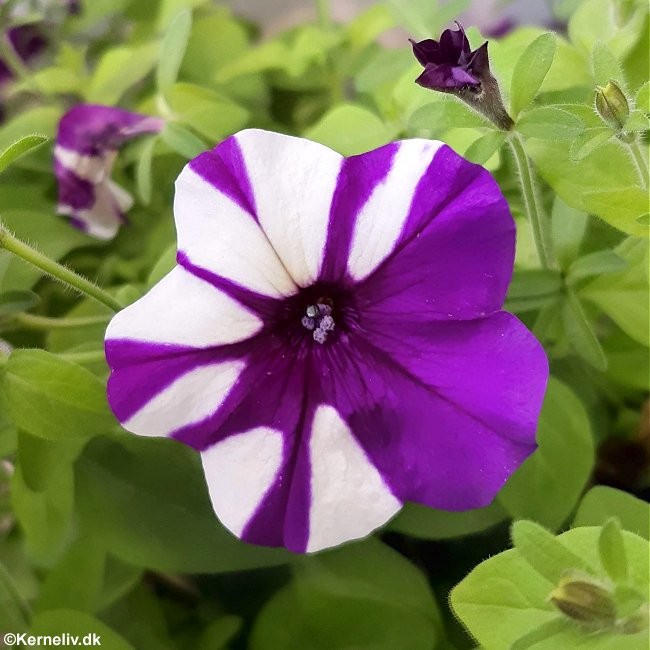 Petunia x hybrida 'Shock Wave Purple Tie Dye F1', Hængepetunia