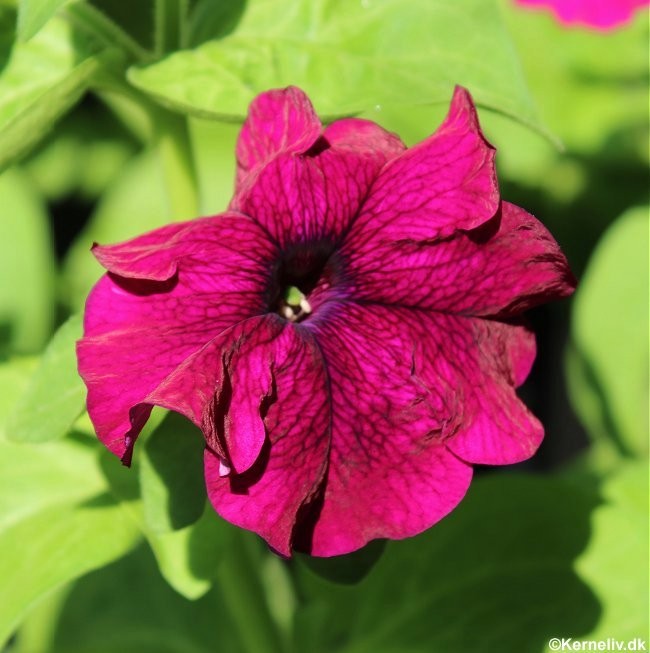 Petunia grandiflora 'Touha burgundy F1'