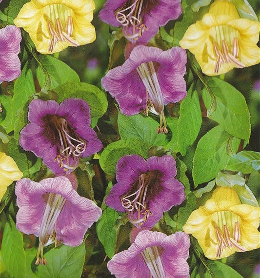 Cobaea scandens 'Mixture', Klokkeranke