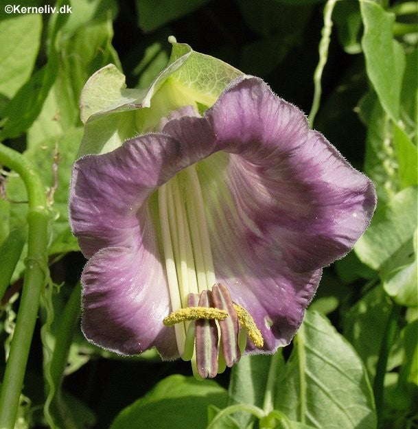 Cobaea scandens 'Mixture', Klokkeranke