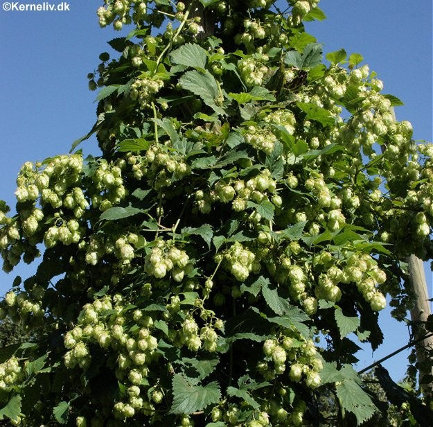 Humulus lupulus, Humle