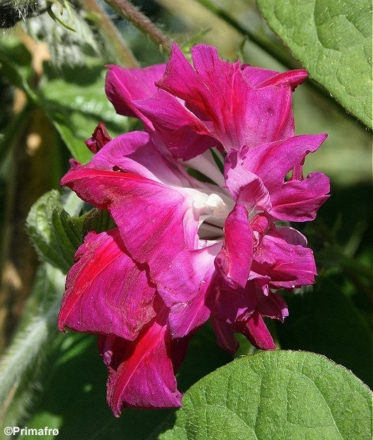 Ipomoea purpurea 'Raffles', Pragtsnerle