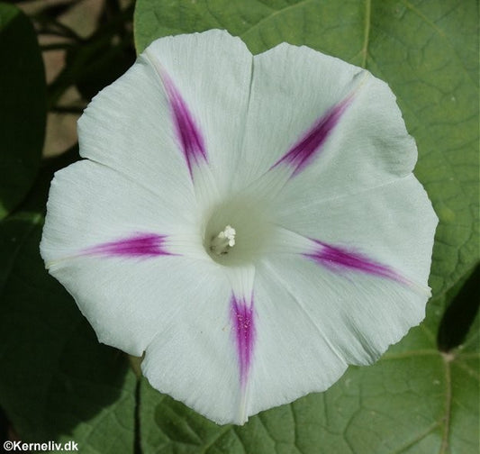 Ipomoea nil 'Milky way', Pragtsnerle