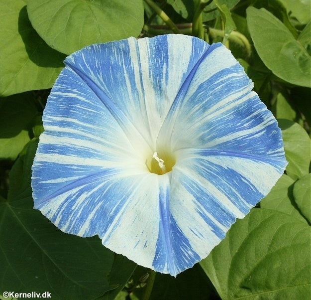 Ipomoea tricolor 'Flying saucers', Pragtsnerle