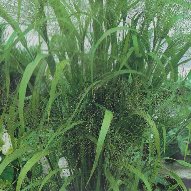 Eragrostis elegans