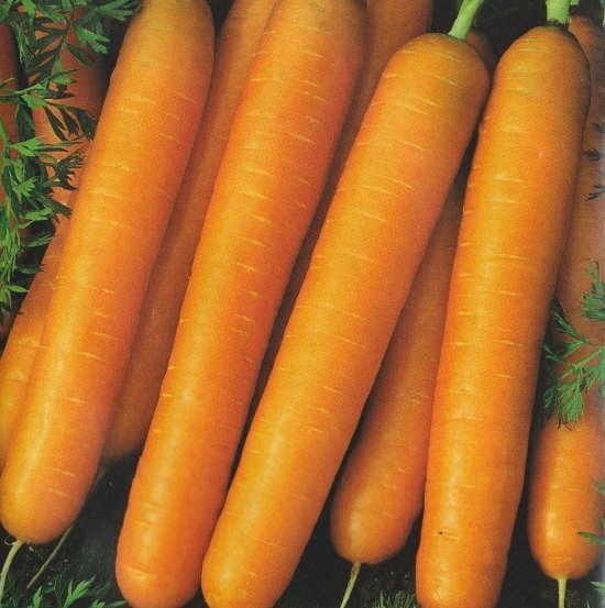 Gulerod 'Amsterdam 2', Økologisk